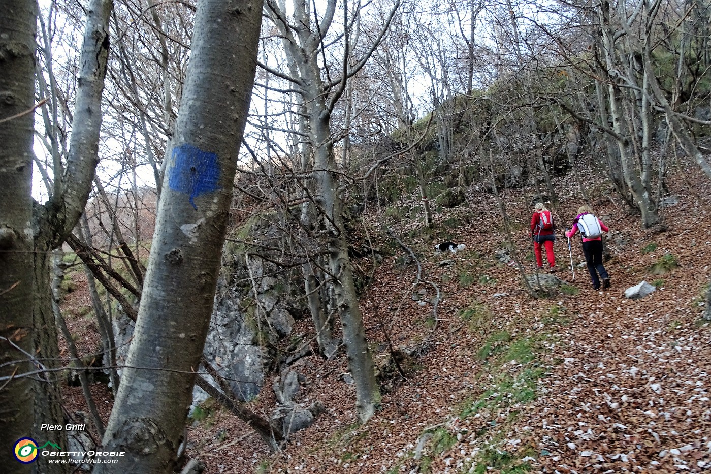 14 Nel bosco di faggi e  carpini neri.JPG